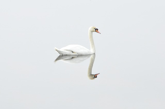 Reflected Swan