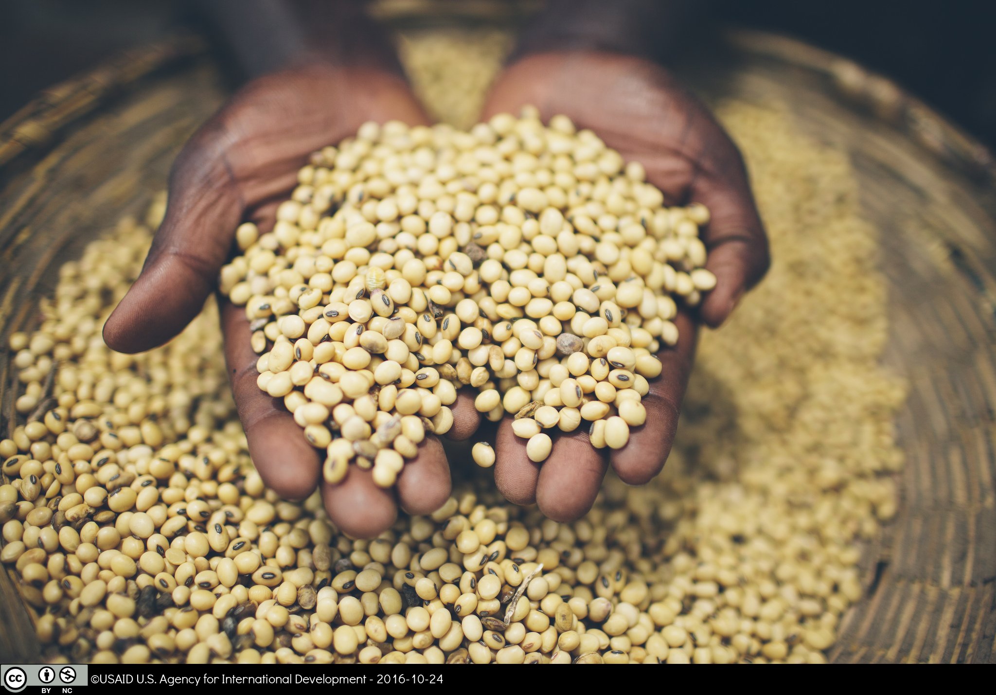 Hands in a barrel of grain