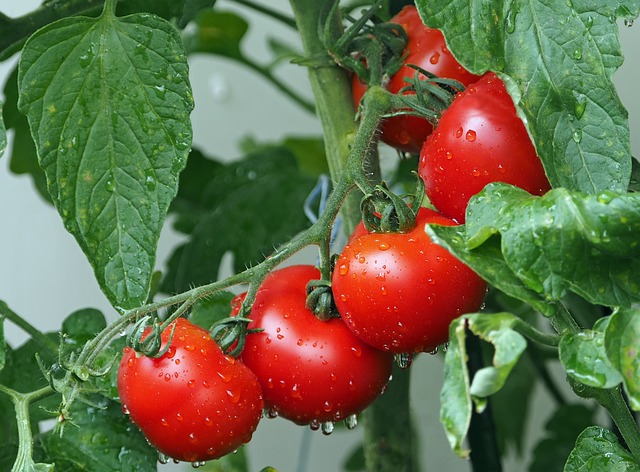 Tomatoes growing