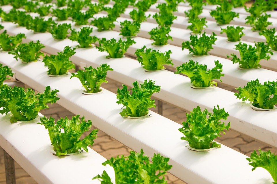 Crops being grown in a greenhouse