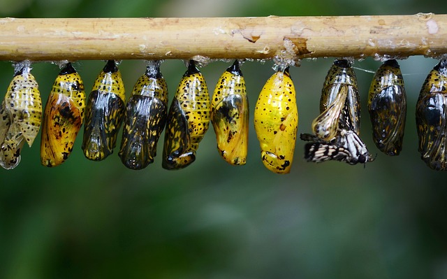 A row of pupae, with an insect emerging from one.