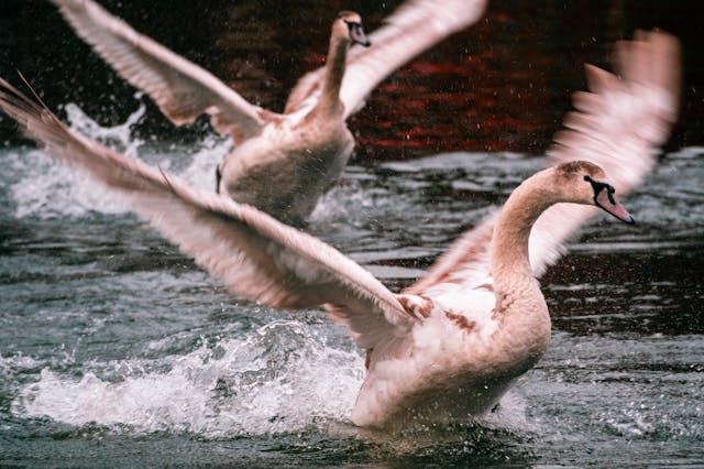 Two swans prepare for flight