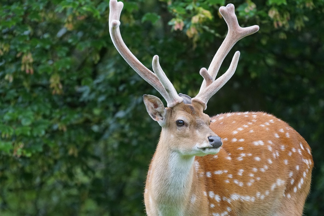 Close up of sika deer with antlers