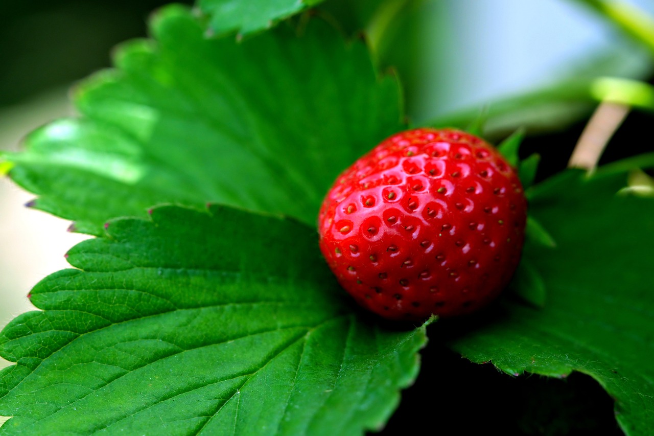 Close up of strawberry and leaves