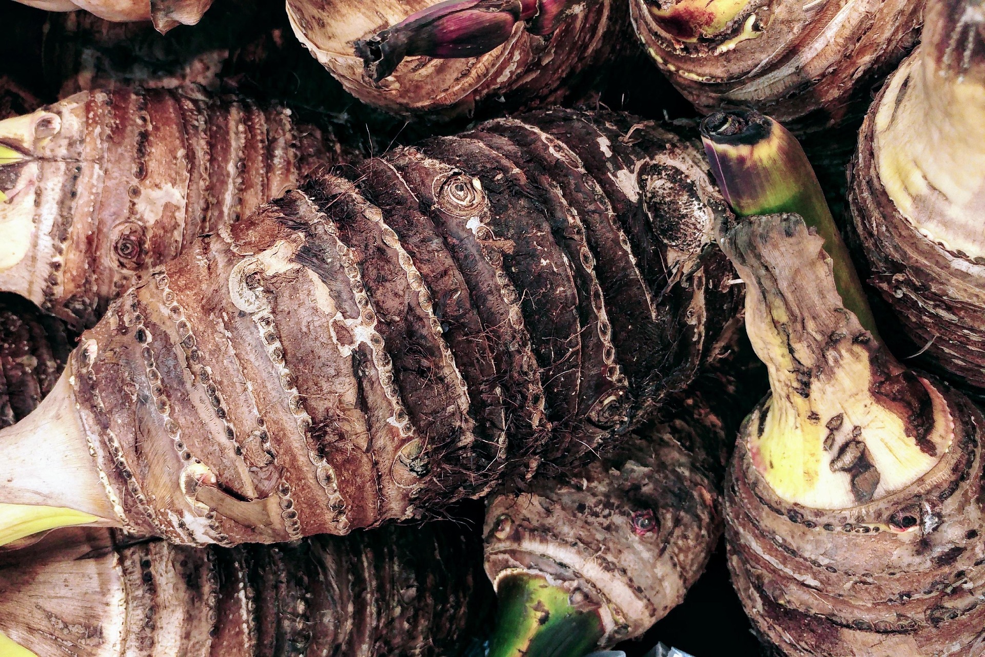 close up of taro root