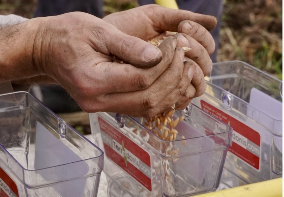 Loading wheat into a manual seed drill 