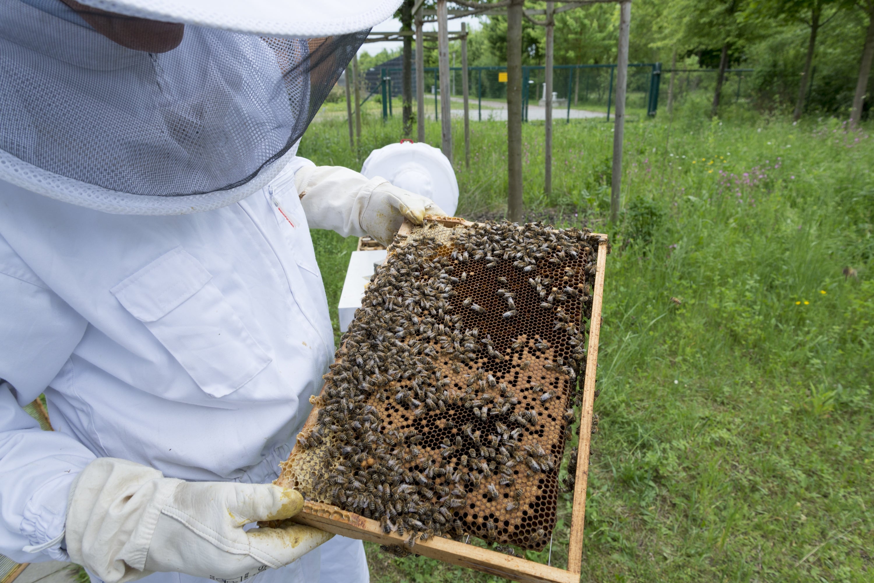 A person wearing a white beekeeping suit and protective hat holds a frame from an industrial beehive covered in honeybees