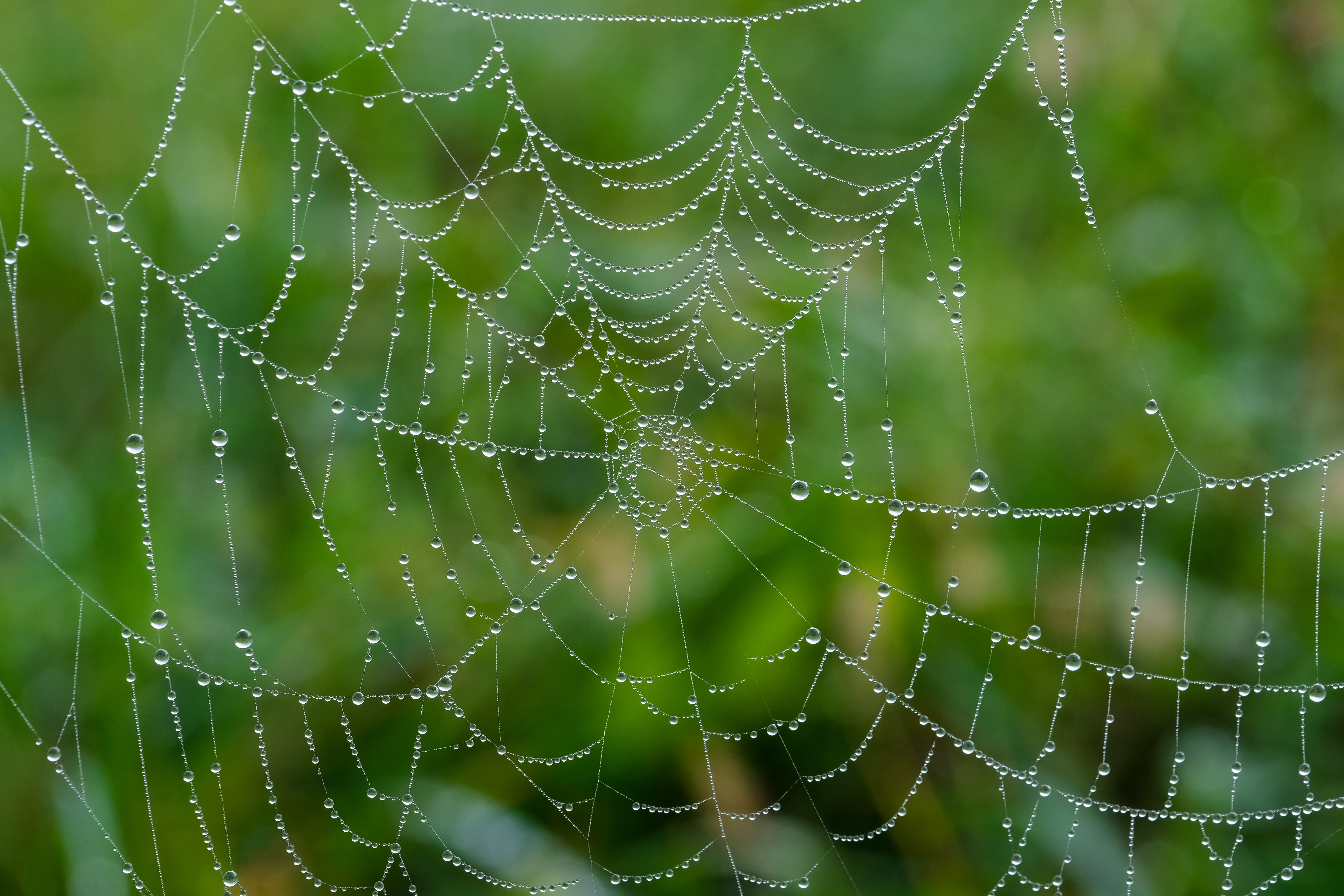 a spider web drenched in dew or rain