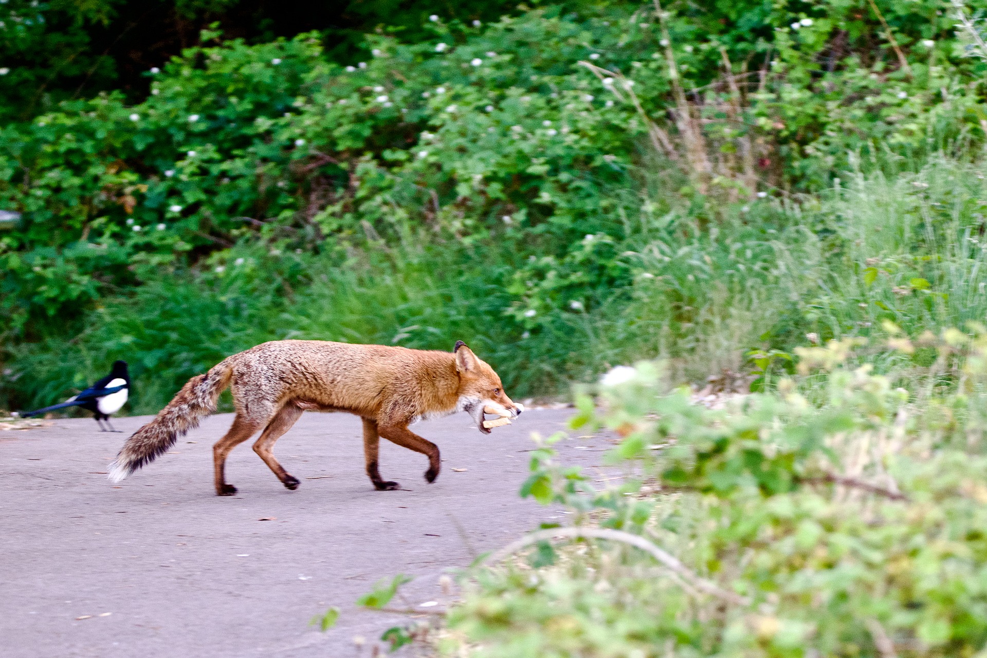 A fox walks across a road with a sandwich in its mouth as a magpie stands nearby.