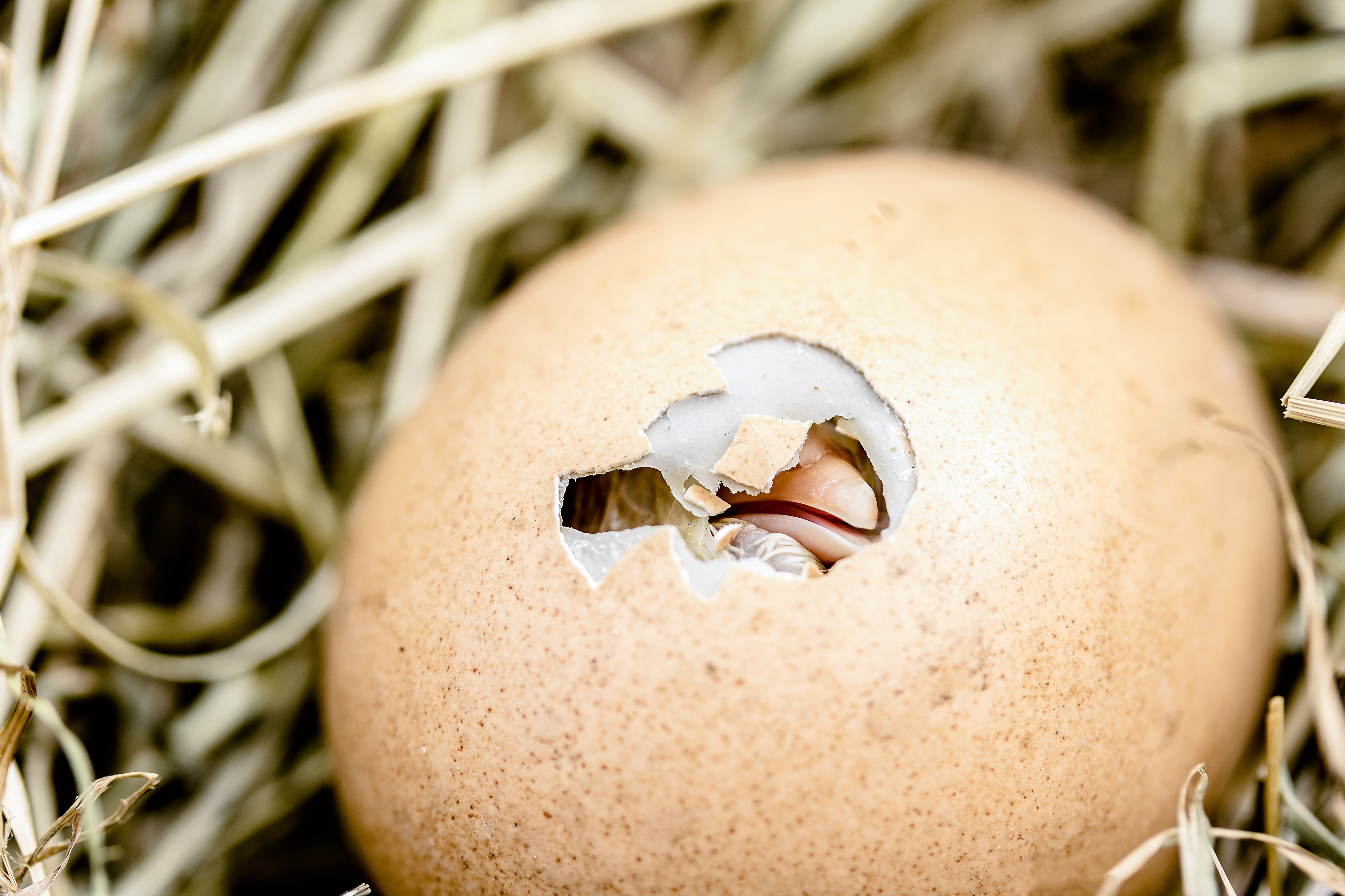 A close-up of an egg surrounded by hay; there is a small hole in the middle of the egg where the beak of a birthing chick is visible.