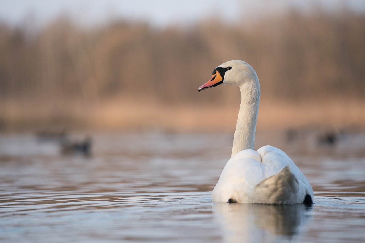 A close up on a swan, swimming on a small lake