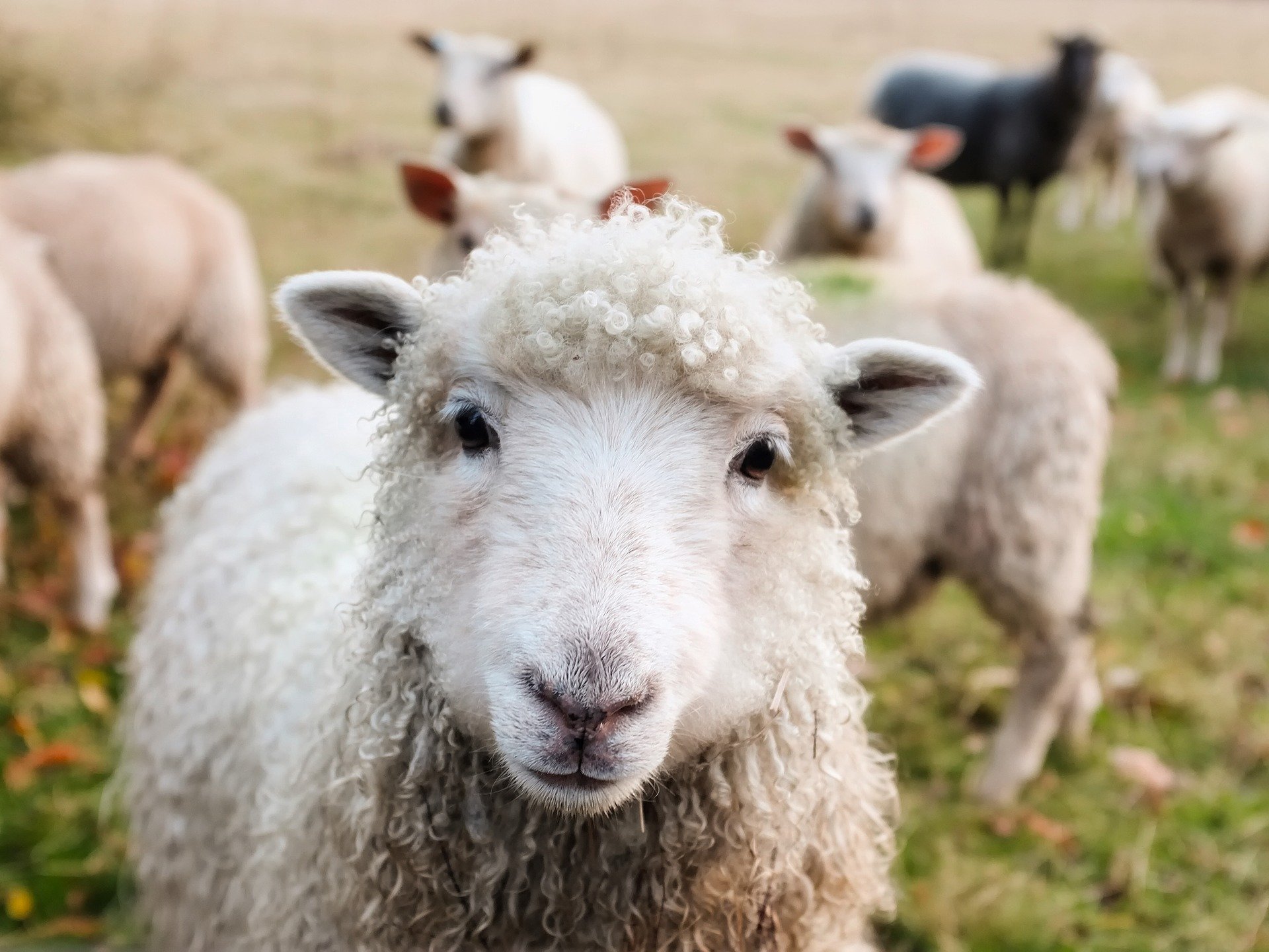 A sheep, looking directly at the camera, stood in a field.