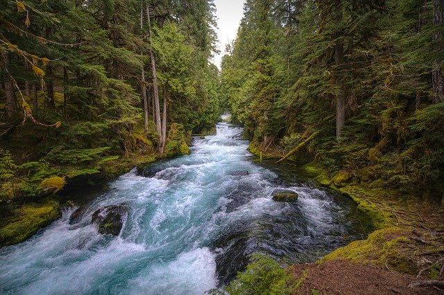 A river flowing through the middle of a lush forest