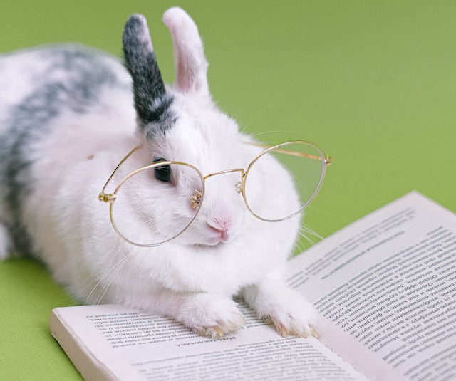 A rabbit in glasses reads a book