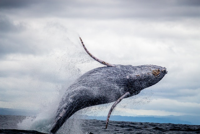 A whale leaps out of the ocean